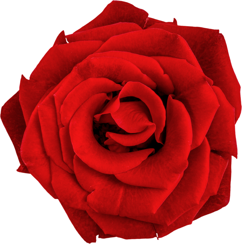 Head of Red Rose - Isolated