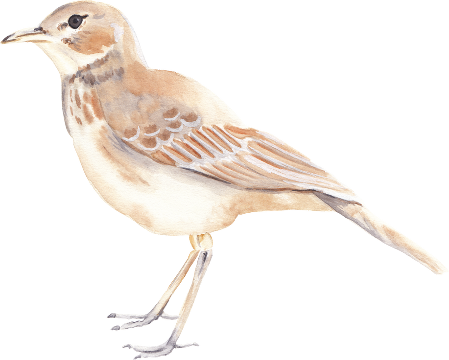 Lark Bird Illustration